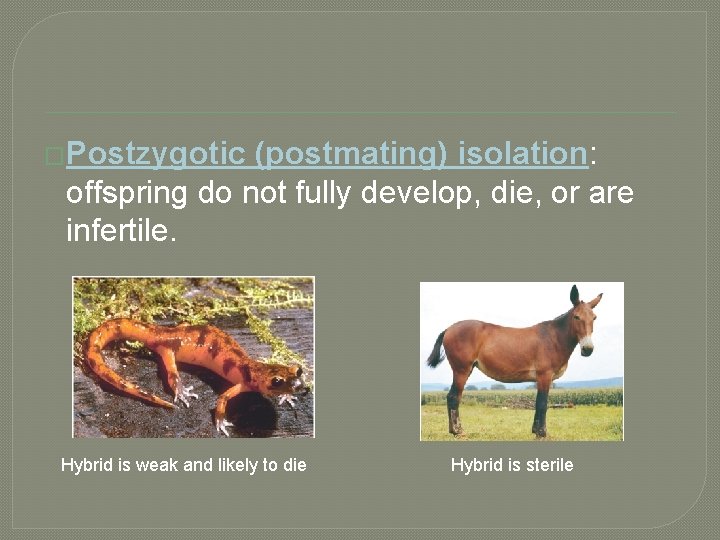 �Postzygotic (postmating) isolation: offspring do not fully develop, die, or are infertile. Hybrid is