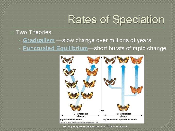 Rates of Speciation � Two Theories: • Gradualism —slow change over millions of years