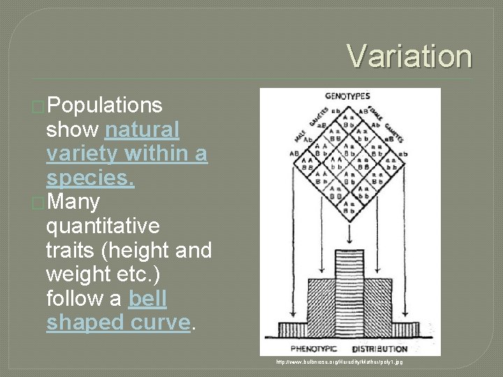 Variation �Populations show natural variety within a species. �Many quantitative traits (height and weight