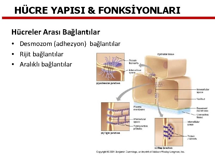 HÜCRE YAPISI & FONKSİYONLARI Hücreler Arası Bağlantılar • Desmozom (adhezyon) bağlantılar • Rijit bağlantılar