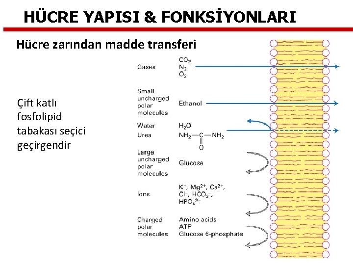 HÜCRE YAPISI & FONKSİYONLARI Hücre zarından madde transferi Çift katlı fosfolipid tabakası seçici geçirgendir