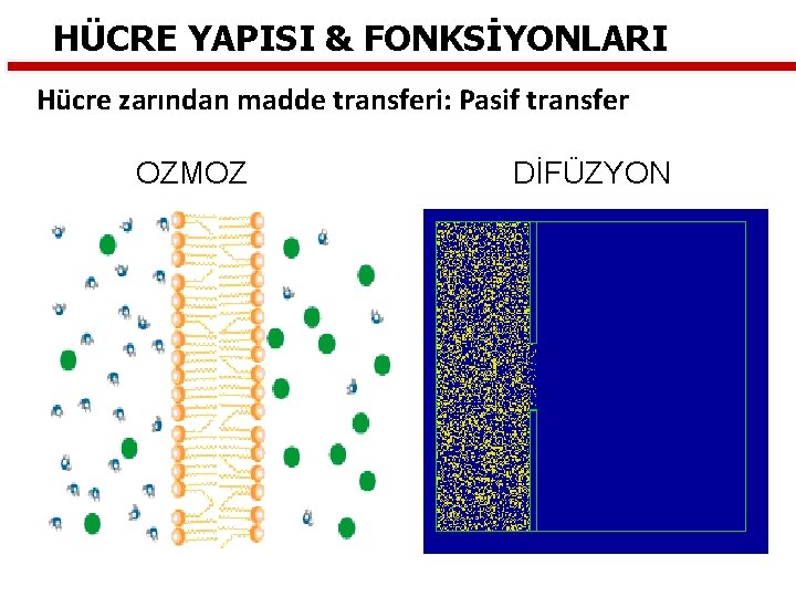 HÜCRE YAPISI & FONKSİYONLARI Hücre zarından madde transferi: Pasif transfer OZMOZ DİFÜZYON 