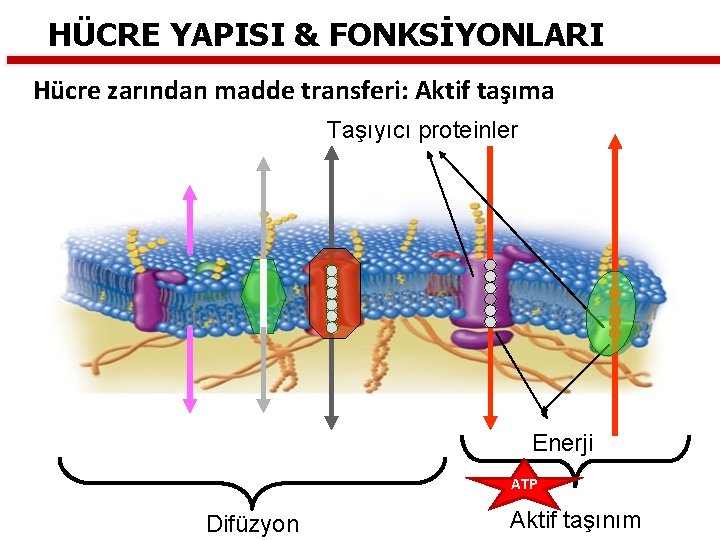 HÜCRE YAPISI & FONKSİYONLARI Hücre zarından madde transferi: Aktif taşıma Taşıyıcı proteinler Enerji ATP