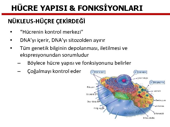 HÜCRE YAPISI & FONKSİYONLARI NÜKLEUS-HÜÇRE ÇEKİRDEĞİ • • • “Hücrenin kontrol merkezi” DNA’yı içerir,