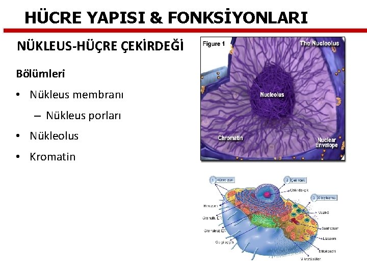HÜCRE YAPISI & FONKSİYONLARI NÜKLEUS-HÜÇRE ÇEKİRDEĞİ Bölümleri • Nükleus membranı – Nükleus porları •