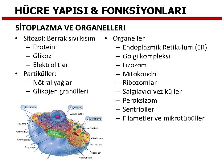 HÜCRE YAPISI & FONKSİYONLARI SİTOPLAZMA VE ORGANELLERİ • Sitozol: Berrak sıvı kısım – Protein