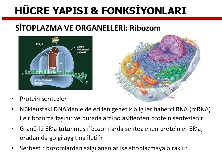 HÜCRE YAPISI & FONKSİYONLARI SİTOPLAZMA VE ORGANELLERİ: Ribozom • Protein sentezler • Nükleustaki DNA’dan