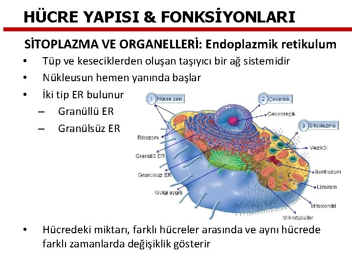 HÜCRE YAPISI & FONKSİYONLARI SİTOPLAZMA VE ORGANELLERİ: Endoplazmik retikulum • • Tüp ve keseciklerden