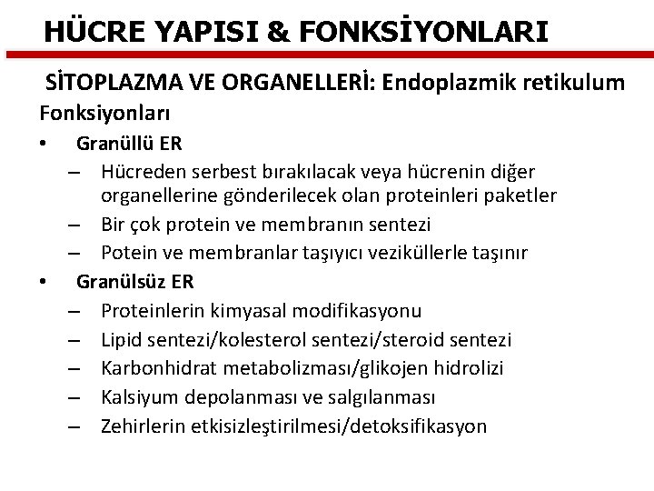 HÜCRE YAPISI & FONKSİYONLARI SİTOPLAZMA VE ORGANELLERİ: Endoplazmik retikulum Fonksiyonları Granüllü ER – Hücreden