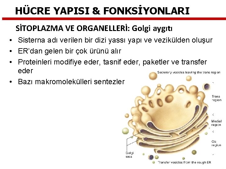 HÜCRE YAPISI & FONKSİYONLARI SİTOPLAZMA VE ORGANELLERİ: Golgi aygıtı • Sisterna adı verilen bir