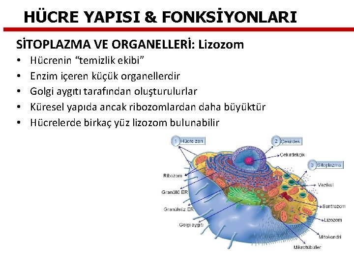 HÜCRE YAPISI & FONKSİYONLARI SİTOPLAZMA VE ORGANELLERİ: Lizozom • • • Hücrenin “temizlik ekibi”