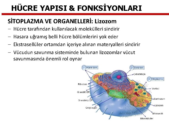 HÜCRE YAPISI & FONKSİYONLARI SİTOPLAZMA VE ORGANELLERİ: Lizozom – – Hücre tarafından kullanılacak molekülleri