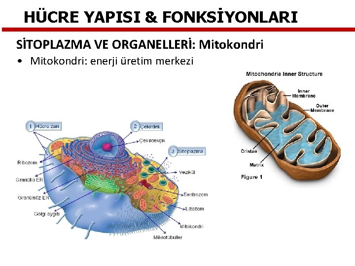 HÜCRE YAPISI & FONKSİYONLARI SİTOPLAZMA VE ORGANELLERİ: Mitokondri • Mitokondri: enerji üretim merkezi 