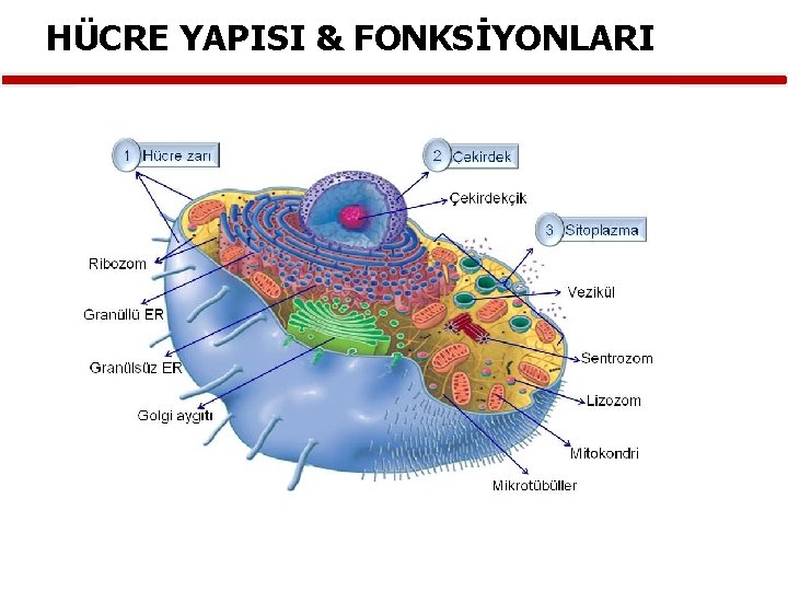 HÜCRE YAPISI & FONKSİYONLARI 