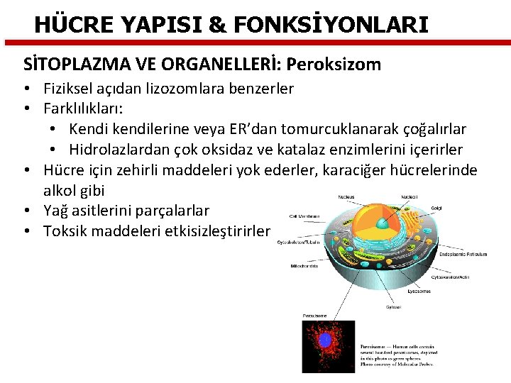 HÜCRE YAPISI & FONKSİYONLARI SİTOPLAZMA VE ORGANELLERİ: Peroksizom • Fiziksel açıdan lizozomlara benzerler •