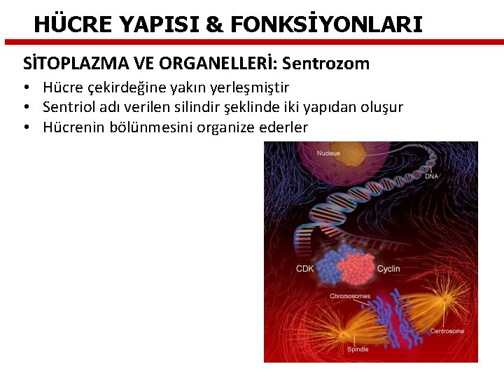 HÜCRE YAPISI & FONKSİYONLARI SİTOPLAZMA VE ORGANELLERİ: Sentrozom • Hücre çekirdeğine yakın yerleşmiştir •