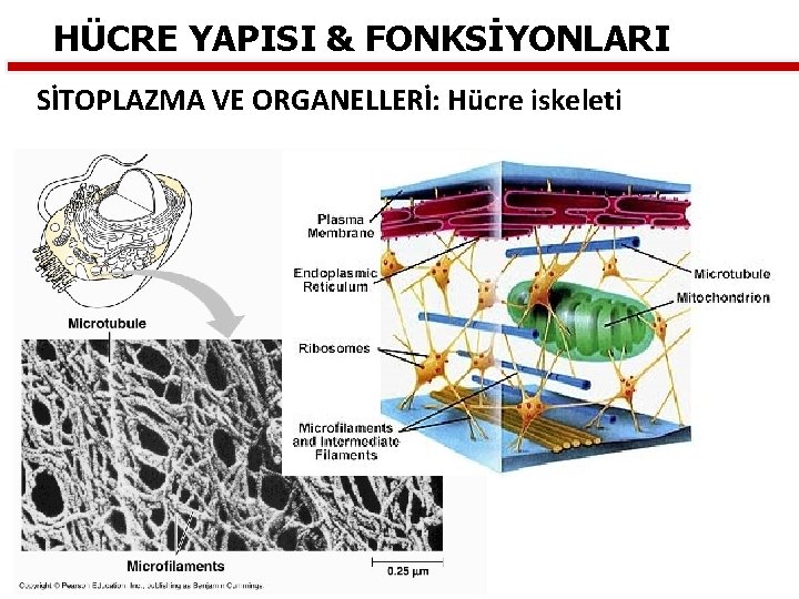 HÜCRE YAPISI & FONKSİYONLARI SİTOPLAZMA VE ORGANELLERİ: Hücre iskeleti 