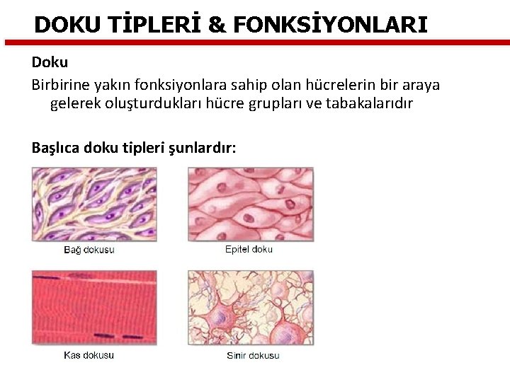 DOKU TİPLERİ & FONKSİYONLARI Doku Birbirine yakın fonksiyonlara sahip olan hücrelerin bir araya gelerek
