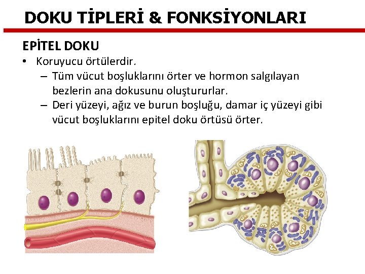 DOKU TİPLERİ & FONKSİYONLARI EPİTEL DOKU • Koruyucu örtülerdir. – Tüm vücut boşluklarını örter