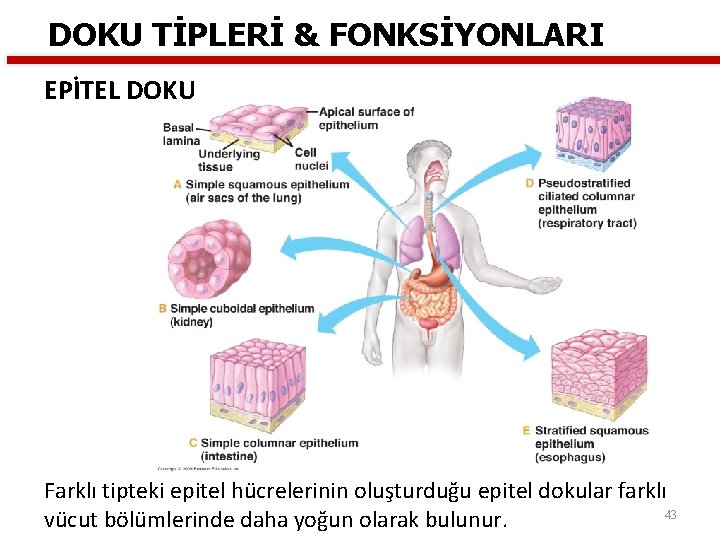 DOKU TİPLERİ & FONKSİYONLARI EPİTEL DOKU Farklı tipteki epitel hücrelerinin oluşturduğu epitel dokular farklı