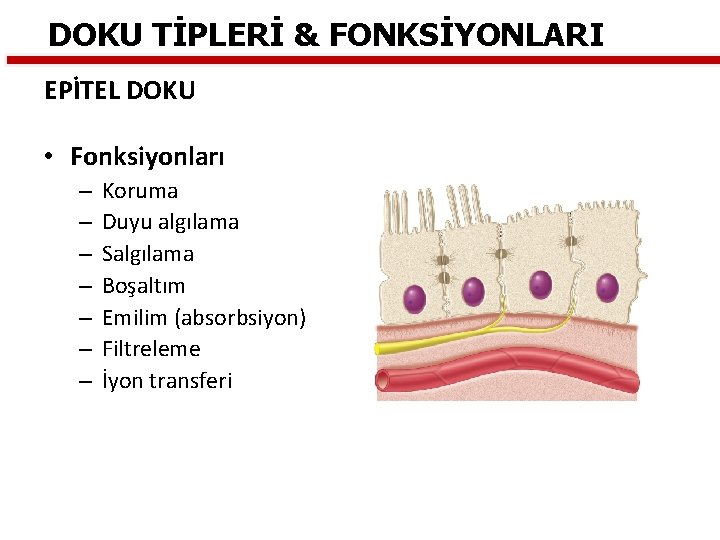 DOKU TİPLERİ & FONKSİYONLARI EPİTEL DOKU • Fonksiyonları – – – – Koruma Duyu