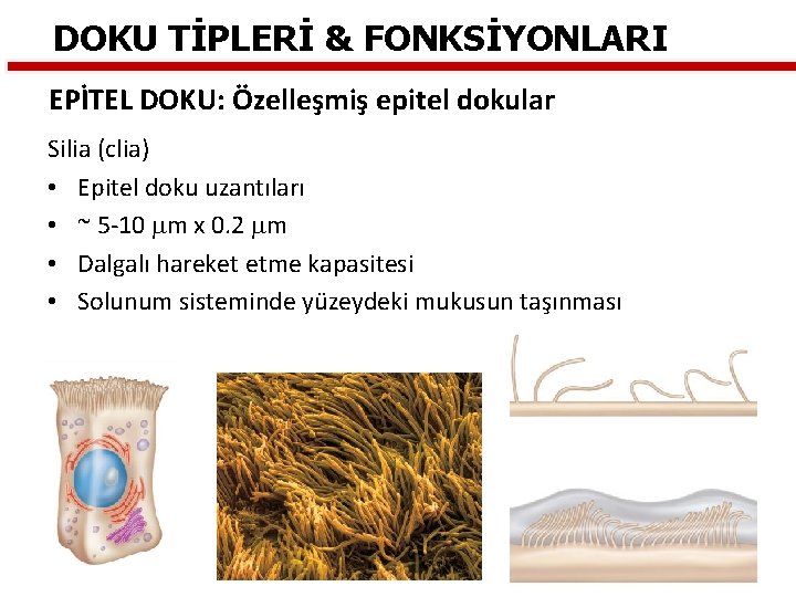 DOKU TİPLERİ & FONKSİYONLARI EPİTEL DOKU: Özelleşmiş epitel dokular Silia (clia) • Epitel doku DOKU TİPLERİ & FONKSİYONLARI EPİTEL DOKU: Özelleşmiş epitel dokular Silia (clia) • Epitel doku