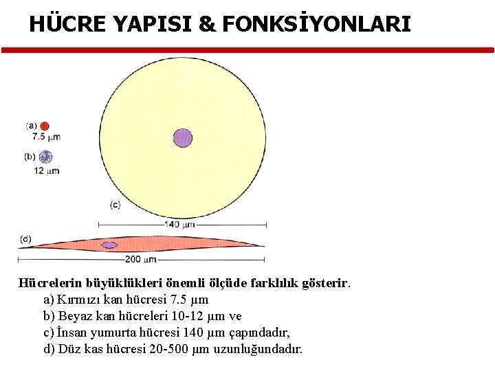 HÜCRE YAPISI & FONKSİYONLARI Hücrelerin büyüklükleri önemli ölçüde farklılık gösterir. a) Kırmızı kan hücresi
