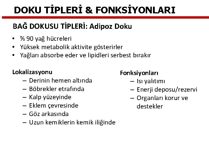 DOKU TİPLERİ & FONKSİYONLARI BAĞ DOKUSU TİPLERİ: Adipoz Doku • % 90 yağ hücreleri