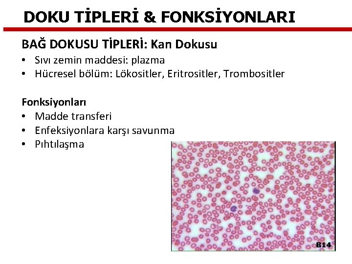 DOKU TİPLERİ & FONKSİYONLARI BAĞ DOKUSU TİPLERİ: Kan Dokusu • Sıvı zemin maddesi: plazma