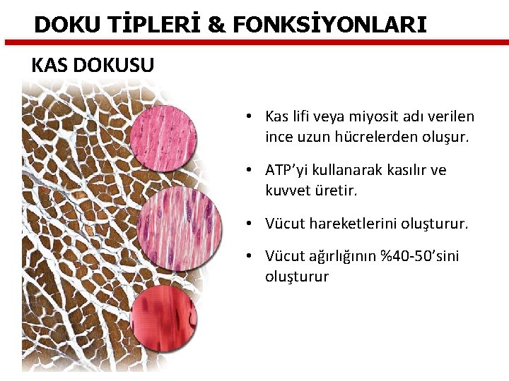 DOKU TİPLERİ & FONKSİYONLARI KAS DOKUSU • Kas lifi veya miyosit adı verilen ince