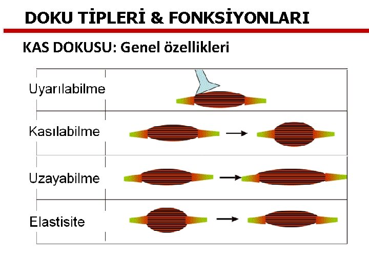 DOKU TİPLERİ & FONKSİYONLARI KAS DOKUSU: Genel özellikleri 