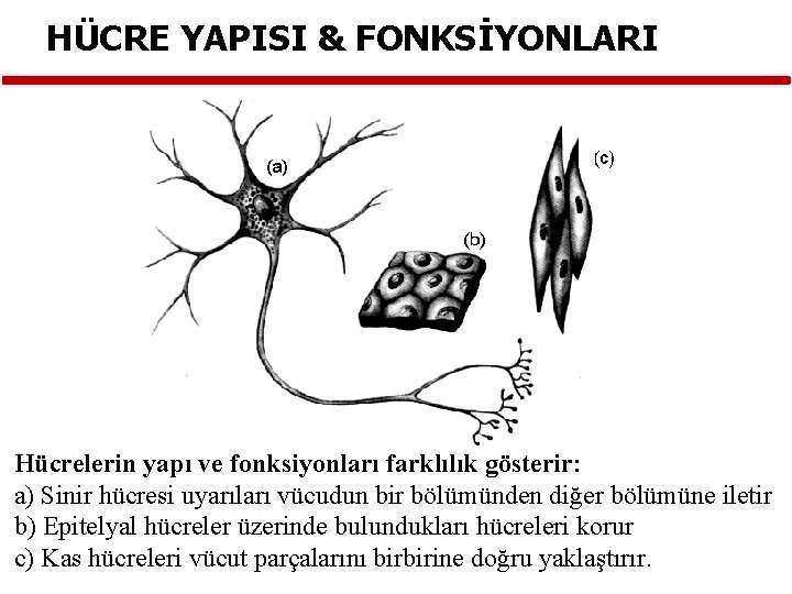 HÜCRE YAPISI & FONKSİYONLARI Hücrelerin yapı ve fonksiyonları farklılık gösterir: a) Sinir hücresi uyarıları