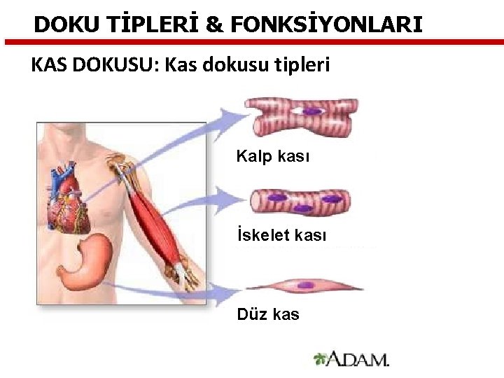 DOKU TİPLERİ & FONKSİYONLARI KAS DOKUSU: Kas dokusu tipleri Kalp kası İskelet kası Düz