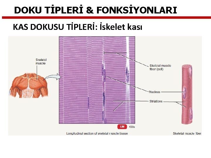 DOKU TİPLERİ & FONKSİYONLARI KAS DOKUSU TİPLERİ: İskelet kası 