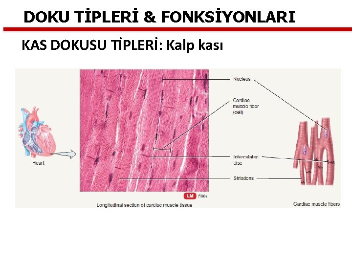 DOKU TİPLERİ & FONKSİYONLARI KAS DOKUSU TİPLERİ: Kalp kası DOKU TİPLERİ & FONKSİYONLARI KAS DOKUSU TİPLERİ: Kalp kası