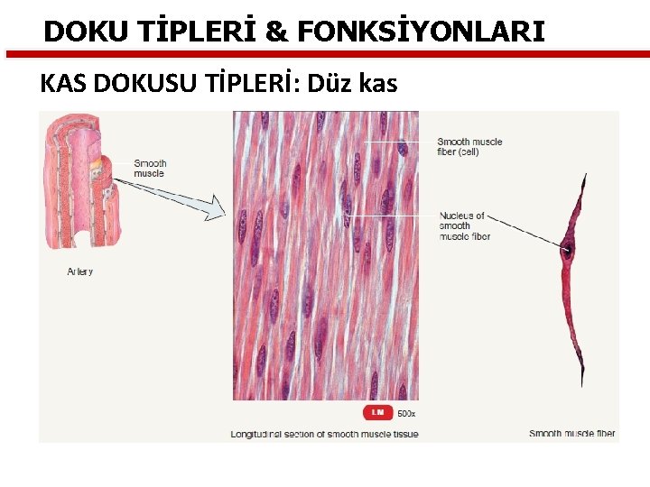 DOKU TİPLERİ & FONKSİYONLARI KAS DOKUSU TİPLERİ: Düz kas 