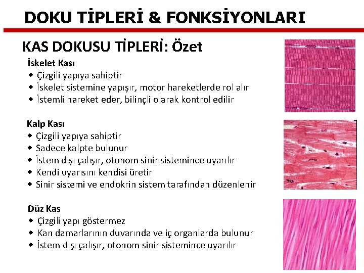 DOKU TİPLERİ & FONKSİYONLARI KAS DOKUSU TİPLERİ: Özet İskelet Kası w Çizgili yapıya sahiptir