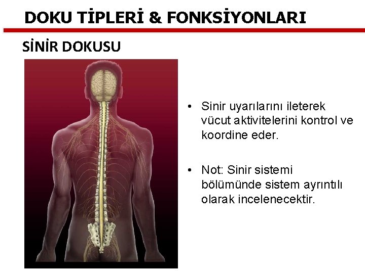 DOKU TİPLERİ & FONKSİYONLARI SİNİR DOKUSU • Sinir uyarılarını ileterek vücut aktivitelerini kontrol ve
