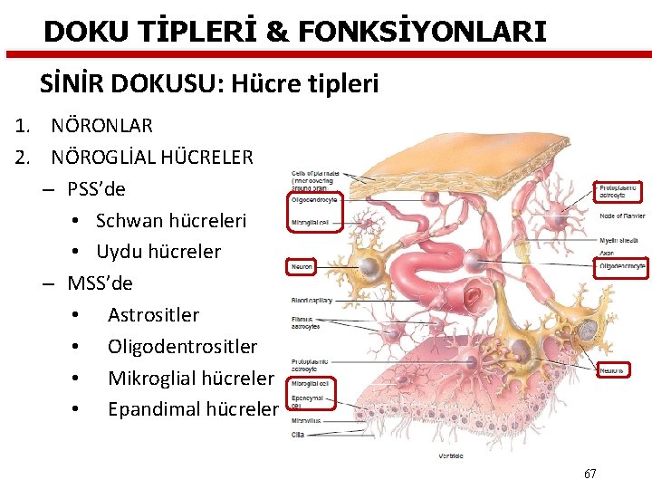 DOKU TİPLERİ & FONKSİYONLARI SİNİR DOKUSU: Hücre tipleri 1. NÖRONLAR 2. NÖROGLİAL HÜCRELER –