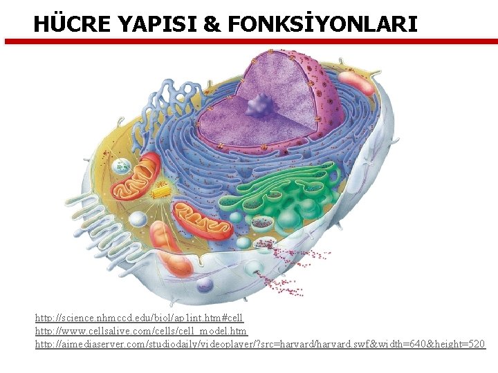 HÜCRE YAPISI & FONKSİYONLARI http: //science. nhmccd. edu/biol/ap 1 int. htm#cell http: //www. cellsalive.