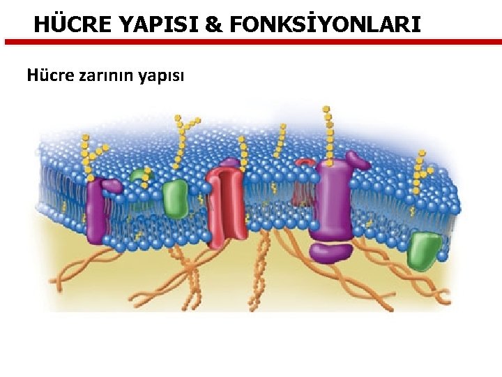 HÜCRE YAPISI & FONKSİYONLARI Hücre zarının yapısı 