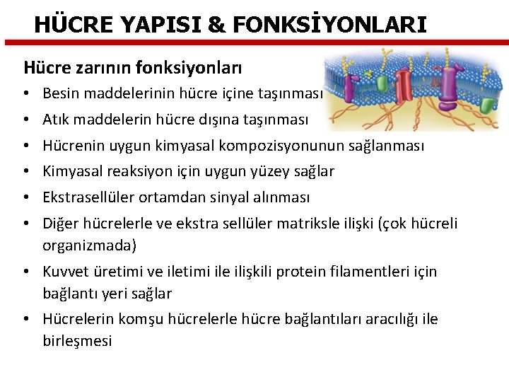 HÜCRE YAPISI & FONKSİYONLARI Hücre zarının fonksiyonları • Besin maddelerinin hücre içine taşınması •