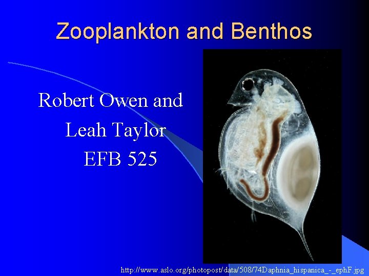 Zooplankton and Benthos Robert Owen and Leah Taylor EFB 525 http: //www. aslo. org/photopost/data/508/74
