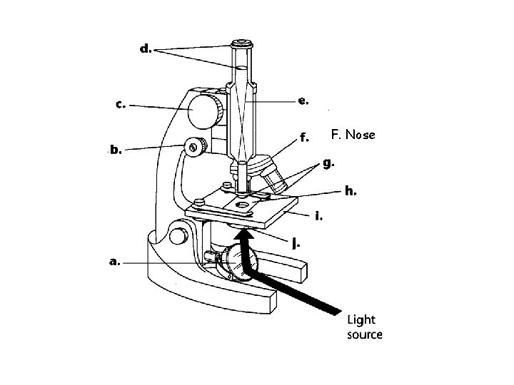 F. Nose 