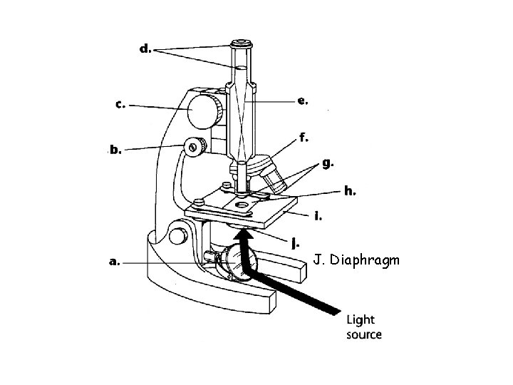 J. Diaphragm 