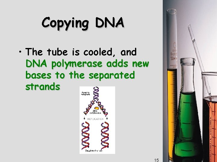 Copying DNA • The tube is cooled, and DNA polymerase adds new bases to