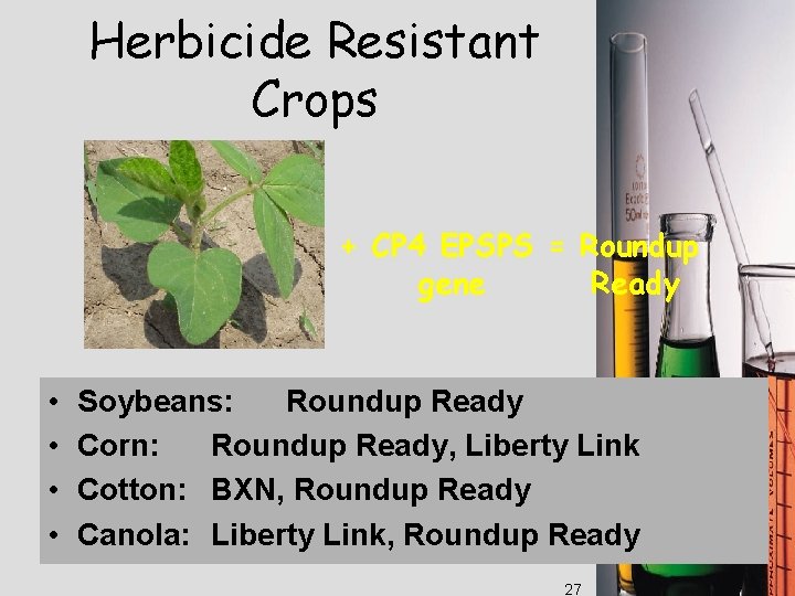 Herbicide Resistant Crops + CP 4 EPSPS = Roundup gene Ready • • Soybeans: