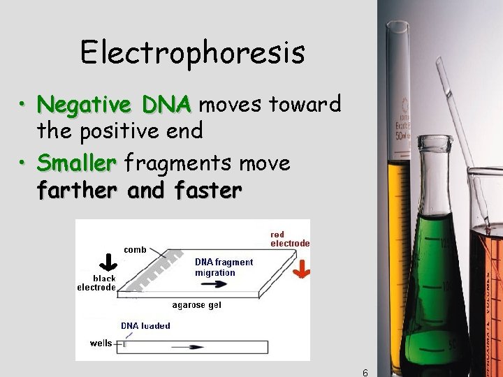 Electrophoresis • Negative DNA moves toward the positive end • Smaller fragments move farther