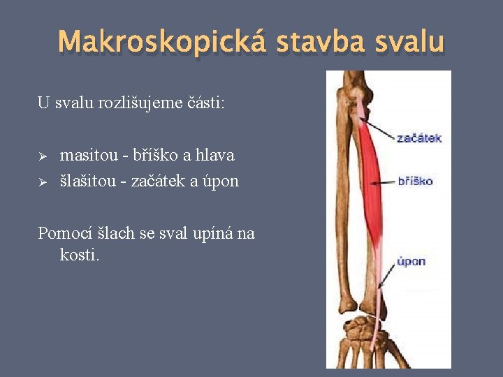 Makroskopická stavba svalu U svalu rozlišujeme části: Ø Ø masitou - bříško a hlava