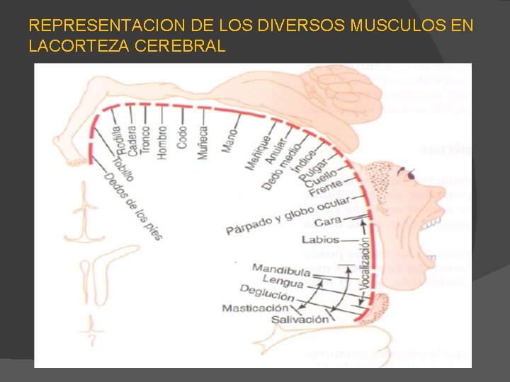 REPRESENTACION DE LOS DIVERSOS MUSCULOS EN LACORTEZA CEREBRAL 